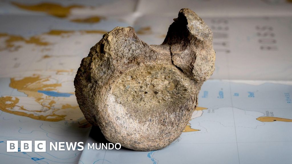 Imagen para: Descubren el primer hueso de dinosaurio en la Antártida tras décadas en un cajón