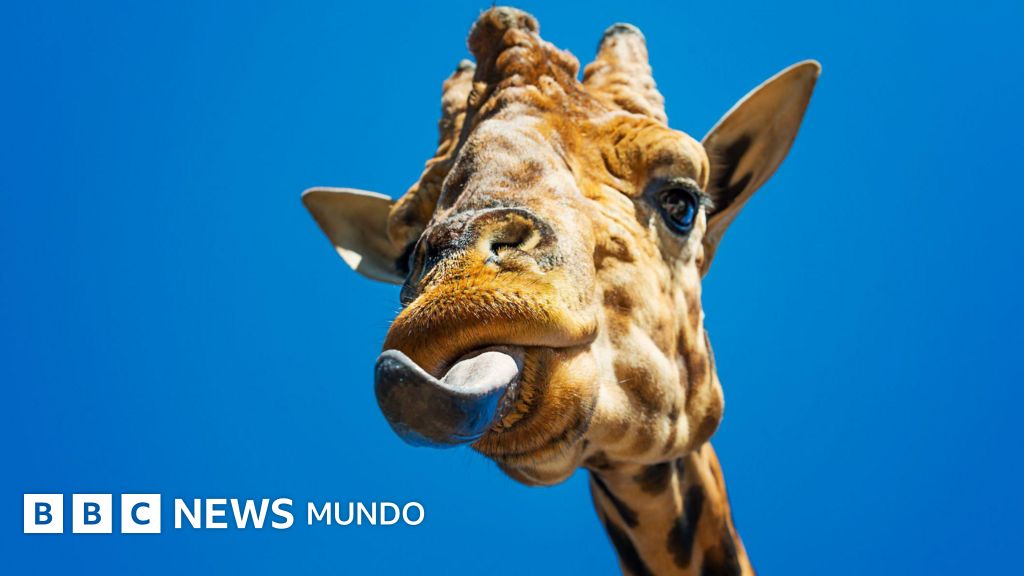 Imagen para: La Evolución de la Lengua: Clave para la Adaptación Terrestre de Animales