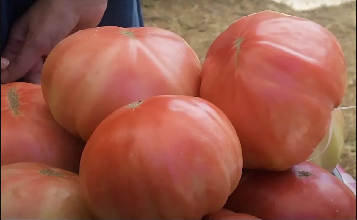 Ni Huevo de Toro ni Kumato: el tomate único de Málaga, el 'caviar del campo'