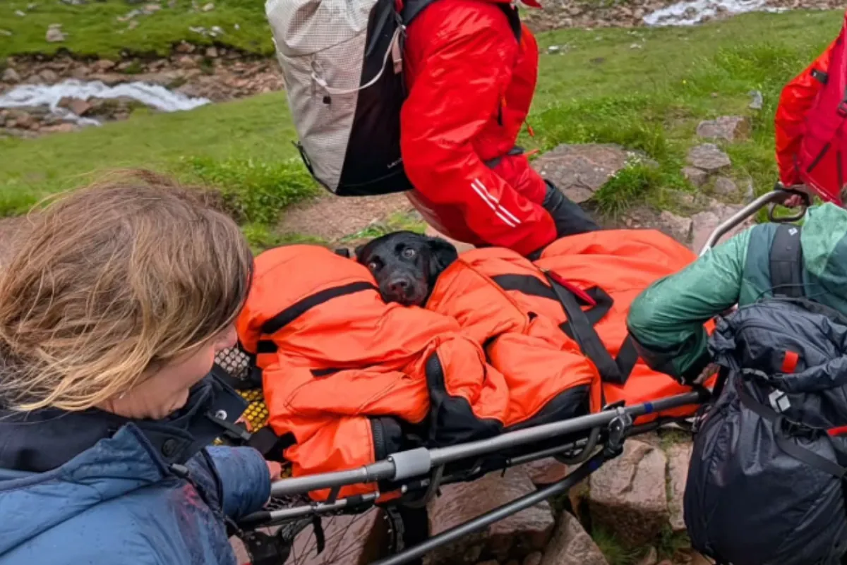 El heroico rescate de Tokyo, la labradora que sufrió un 'mal viaje' de marihuana en Ben Nevis