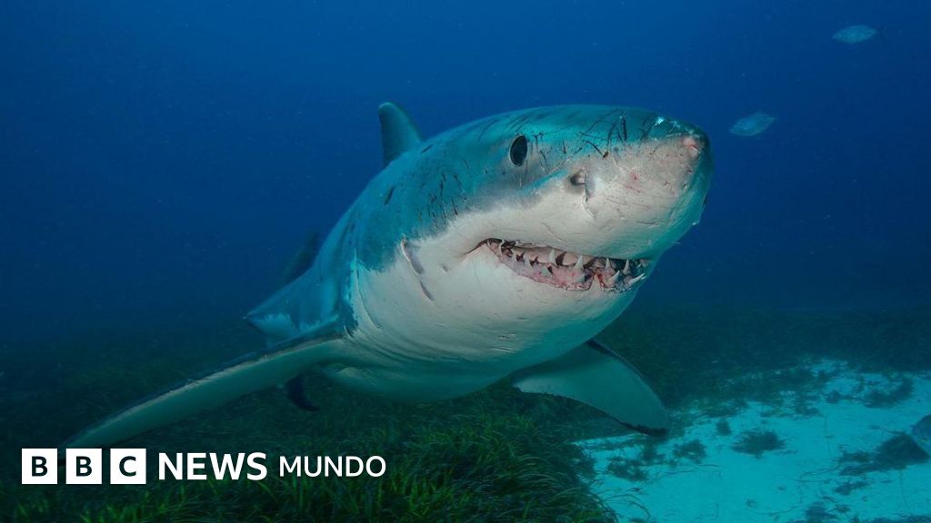 Imagen para: Tiburones: 8 rasgos sorprendentes sobre su inteligencia matemática y amor por el jazz