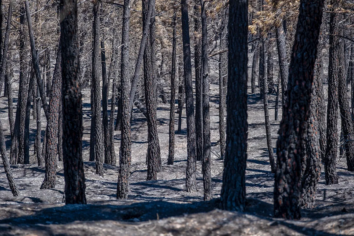 El incendio de La Mierla arrasa la ganadería de Guadalajara: el dolor de perder el sustento