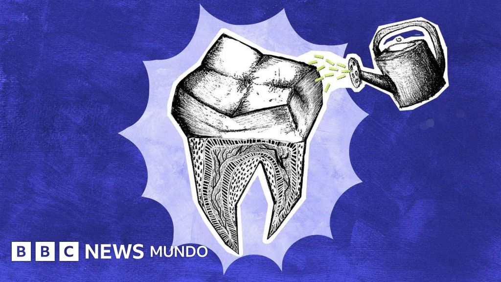 Imagen para: Los científicos que buscan que los dientes que perdemos vuelvan a crecer: avances en odontología regenerativa